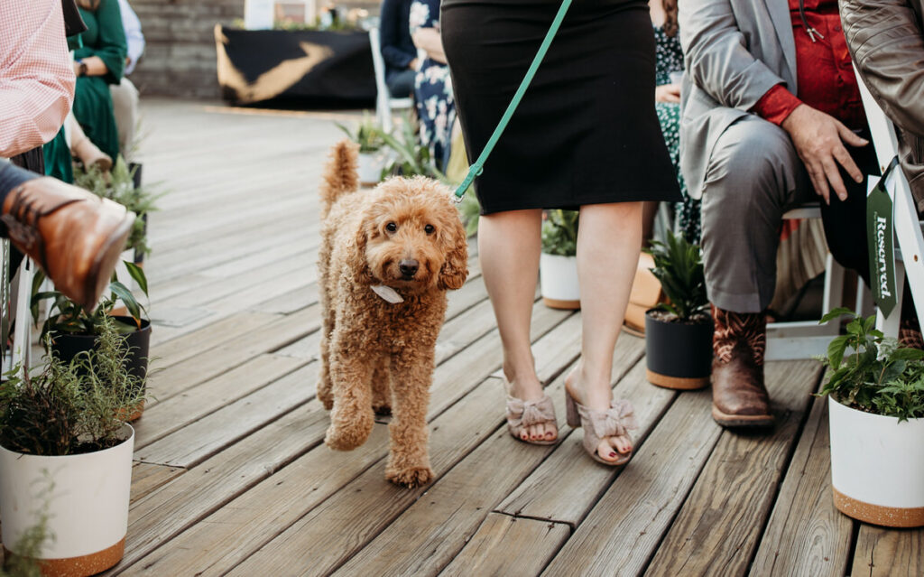 A happy golden doodle on a leash walking along a wooden deck at an outdoor event, surrounded by seated guests and potted plants