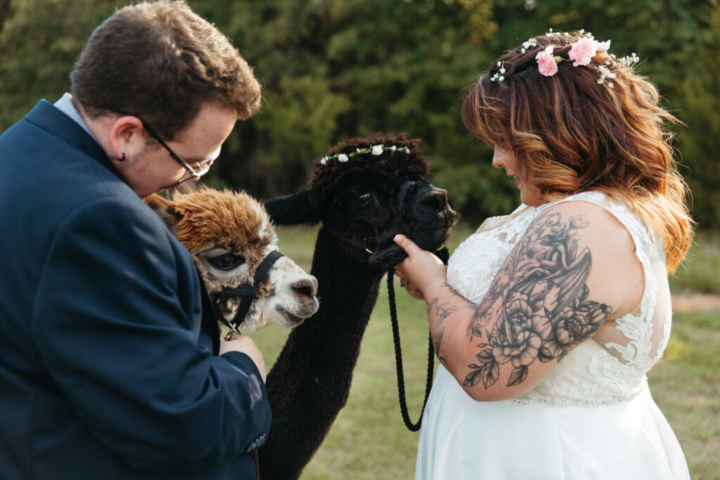 A bride and groom intimately interacting with two alpacas, reflecting a unique and personal touch to their outdoor wedding festivities